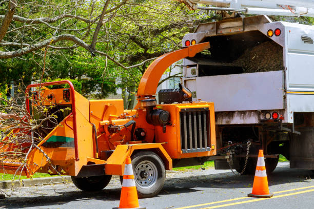 Best Tree Removal Services  in Leon Valley, TX